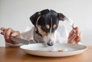 Pet Medication