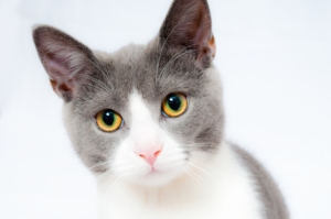 Veterinary Compounding Pharmacy Studio City