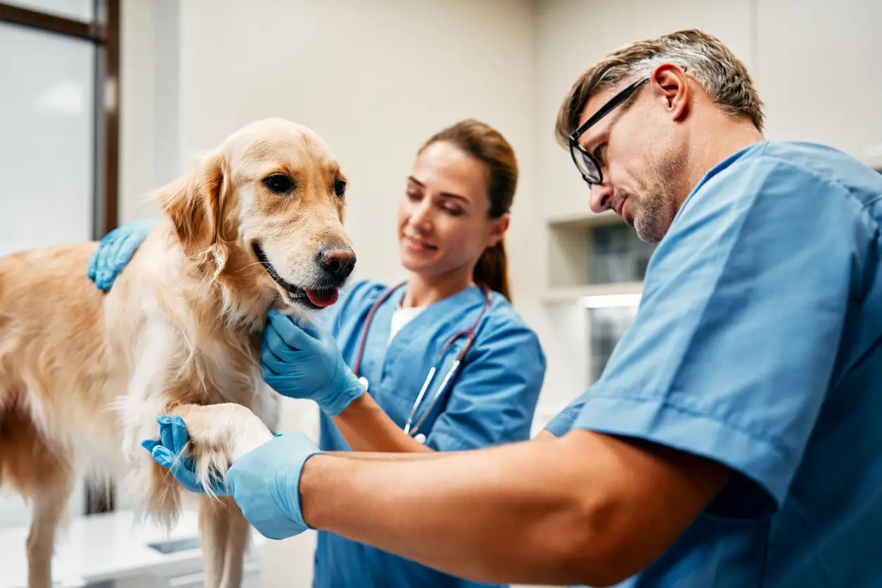 Compounding Pharmacy Veterinary Shops Provide Medicines You Can’t Get Elsewhere