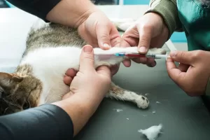 Finding the Right Veterinary Pharmacist Near You
