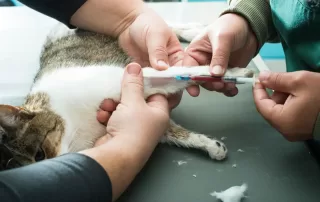 Finding the Right Veterinary Pharmacist Near You